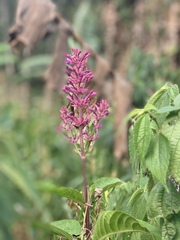 Odontonema callistachyum