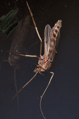 Aedes vexans