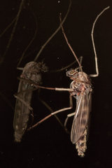 Aedes vexans