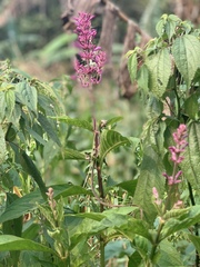 Odontonema callistachyum