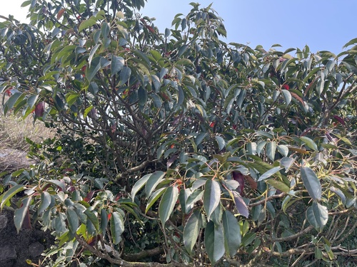 Elaeocarpus japonicus iNat (1)