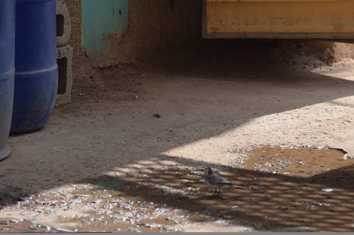 White Wagtail
