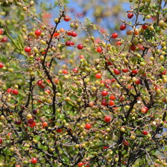 Condalia velutina