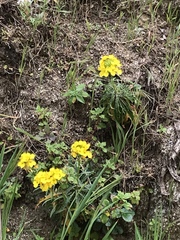 Erysimum franciscanum