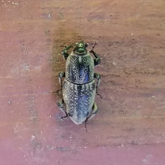 Sphenophorus venatus