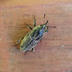 Sphenophorus venatus