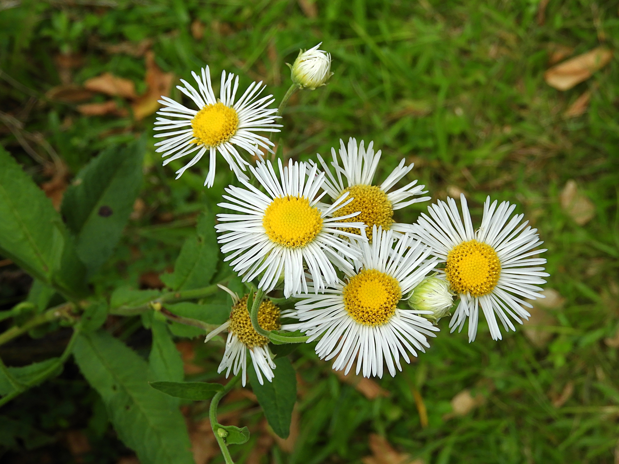 Leptostelma maxima