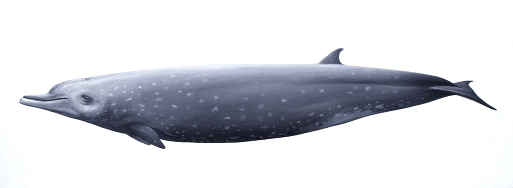 Indo-Pacific Beaked Whale