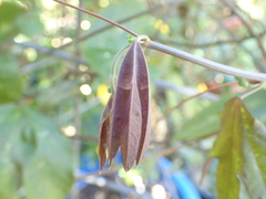 Passiflora trifasciata