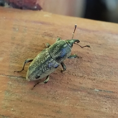 Sphenophorus venatus