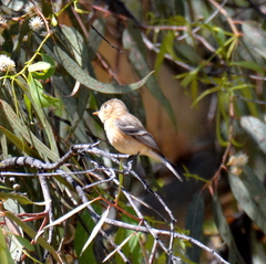 Empidonax fulvifrons