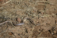 Salvadora deserticola