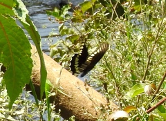 Battus polydamas polydamas