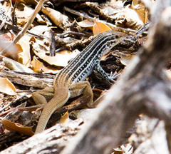 Aspidoscelis scalaris