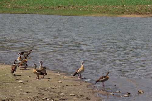 Egyptian Goose