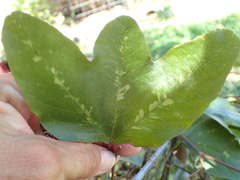 Passiflora trifasciata