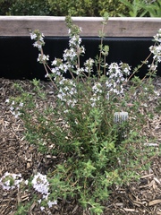 Origanum majorana