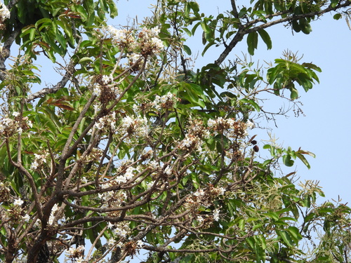 Foto de Boneca-da-China