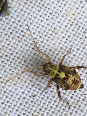 Rhabdomiris striatellus