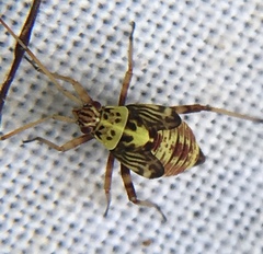 Rhabdomiris striatellus