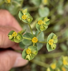 Euphorbia schizoloba