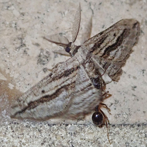 Ecleora solieraria