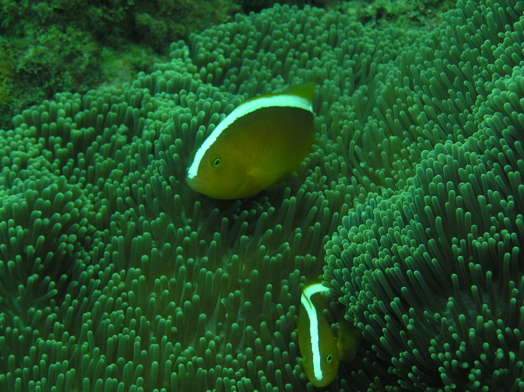 Eastern Skunk Anemonefish