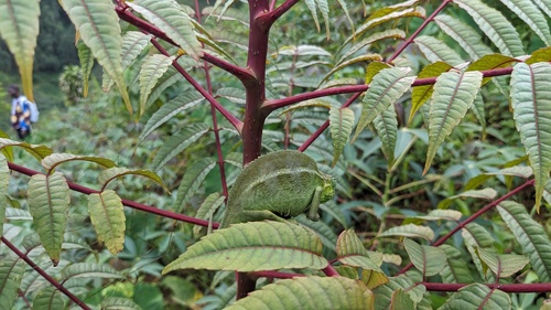 Montane side-striped chameleon