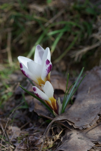 Crocus sieberi, photograph 6