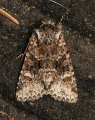 Lacinipolia cuneata