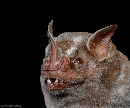 Flat-faced Fruit-eating Bat
