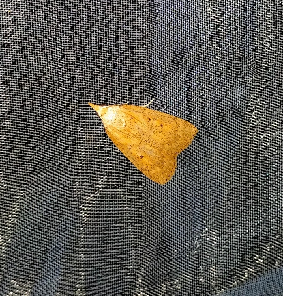 Lamoria inostentalis