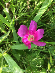 Callirhoe involucrata