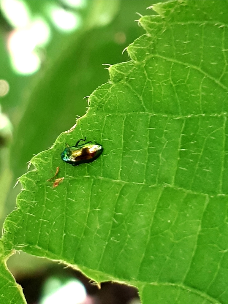 Callimicra