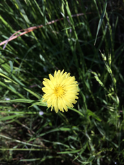 Pyrrhopappus pauciflorus