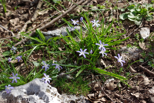 Scilla nana