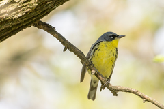 Setophaga kirtlandii
