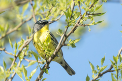 Setophaga kirtlandii