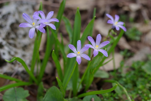 Scilla nana