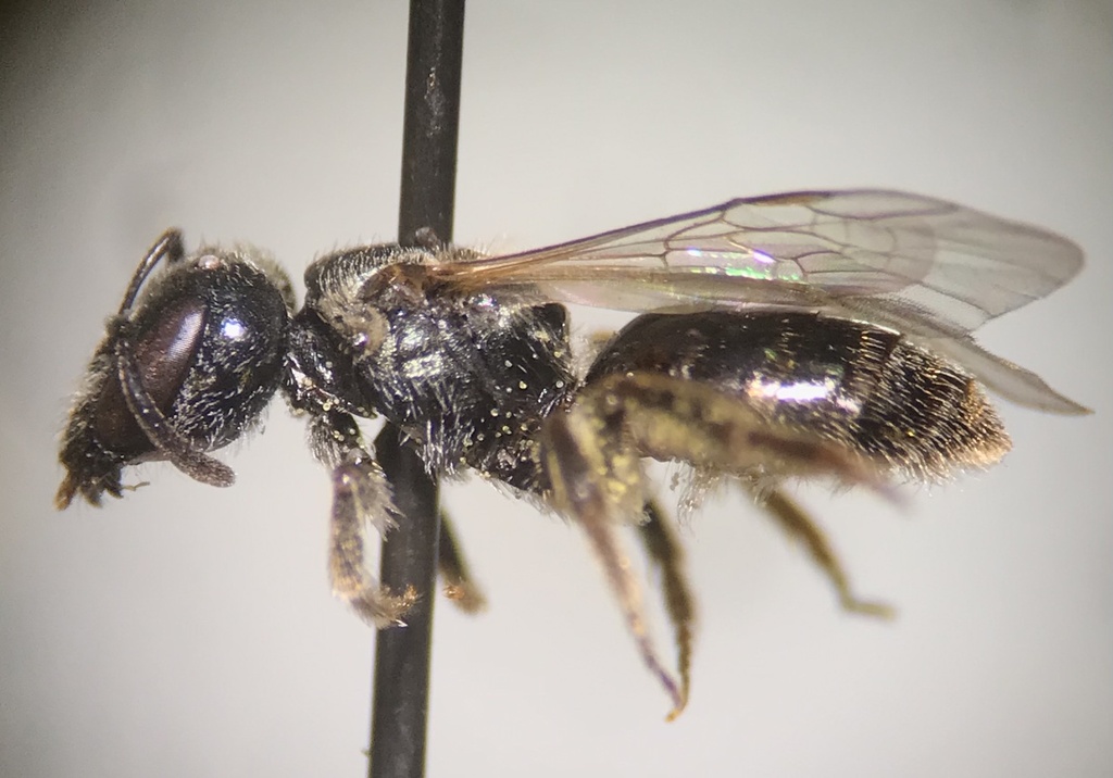 Wide-mouthed Sweat Bee