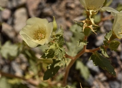 Mentzelia tricuspis