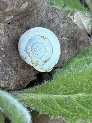 Cepaea hortensis image