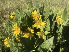 Wyethia glabra