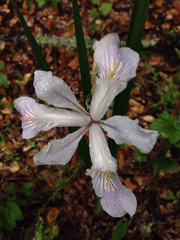 Iris fernaldii