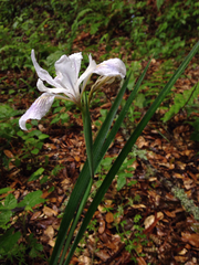 Iris fernaldii