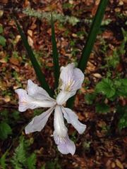 Iris fernaldii