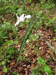 Iris fernaldii