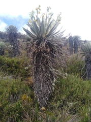 Espeletia grandiflora