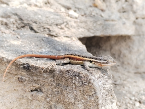 Rose-bellied Lizard, Pedregal San Antonio, 29014 Tuxtla Gutiérrez, Chis., México, photo 7 of 10
