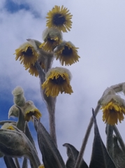 Espeletia grandiflora